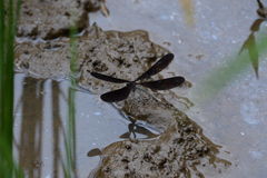 Atrocalopteryx atrata