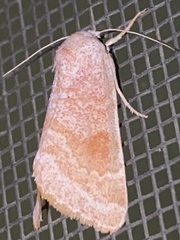 Trichocosmia inornata