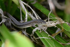 Takydromus tachydromoides