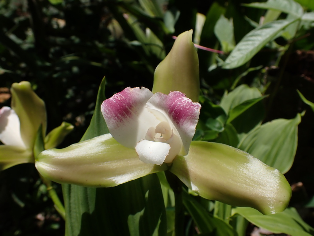 Lycaste macrophylla