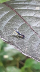 Diedrocephala variegata