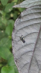 Diedrocephala variegata