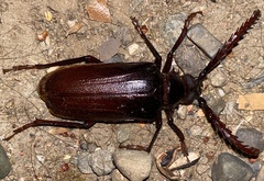 Prionus lecontei