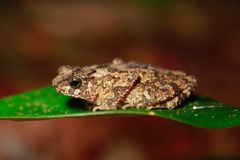Ingerophrynus divergens