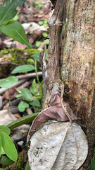 Anolis limifrons
