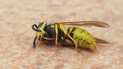 Vespula germanica