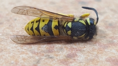 Vespula germanica