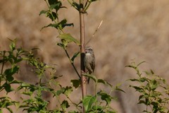 Crithagra gularis endemion