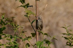 Crithagra gularis endemion