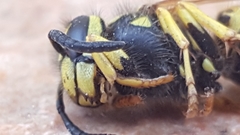 Vespula germanica
