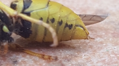 Vespula germanica