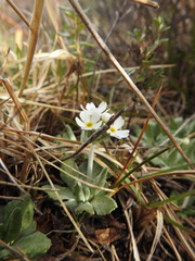 Primula magellanica