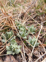 Primula magellanica