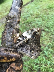 Opsiphanes quiteria