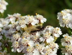 Calliopum simillimum