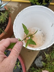 Melochia corchorifolia