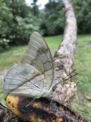 Archaeoprepona amphimachus