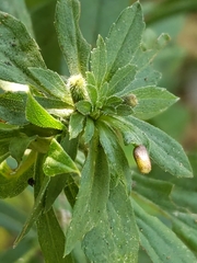 Rhopalomyia anthophila