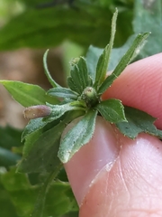 Rhopalomyia anthophila