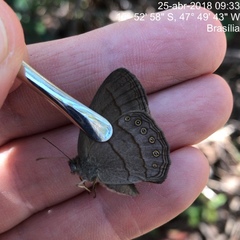 Nhambikuara cerradensis