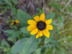 Rudbeckia terranigrae