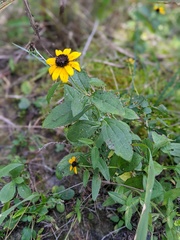 Rudbeckia terranigrae