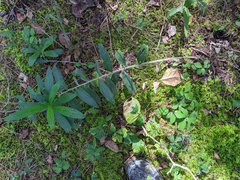 Lithospermum bejariense