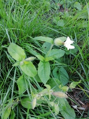 Silene latifolia