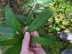 Lithospermum bejariense