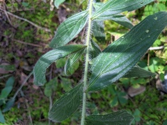 Lithospermum bejariense