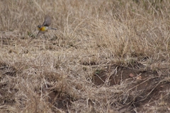Emberiza flaviventris kalaharica