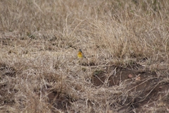Emberiza flaviventris kalaharica