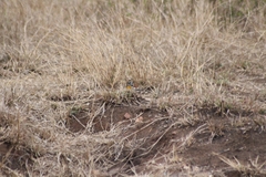 Emberiza flaviventris kalaharica