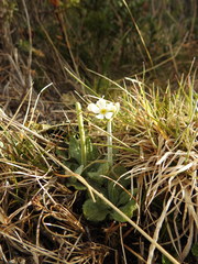 Primula magellanica