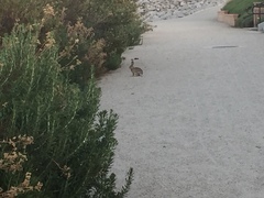 Sylvilagus audubonii