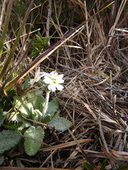 Primula magellanica