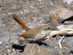 Ochetorhynchus ruficaudus
