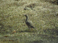 Thinocorus orbignyianus