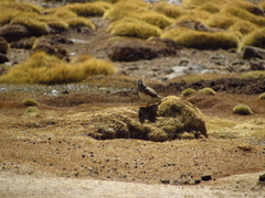 Thinocorus orbignyianus