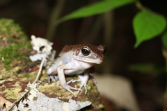 Pulchrana baramica