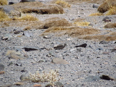 Muscisaxicola cinereus