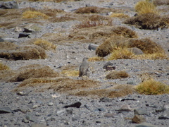 Muscisaxicola cinereus