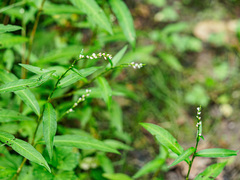 Persicaria mitis