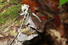 Pulchrana baramica