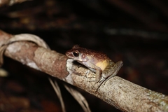 Pulchrana baramica