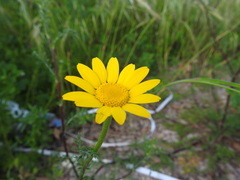 Anacyclus radiatus
