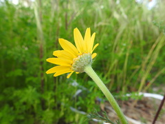 Anacyclus radiatus