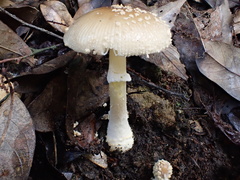 Amanita parvipantherina