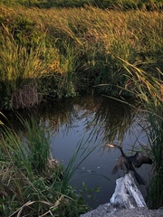Anhinga anhinga