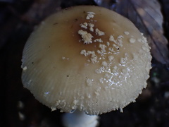 Amanita parvipantherina